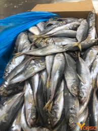 Image result for Trachurus trachurus