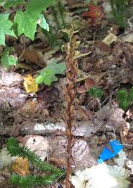 Attēlu rezultāti vaicājumam “Coeloglossum viride leaf”