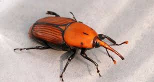 Image result for Coleoptera Curculionoidea