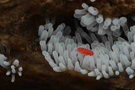 Attēlu rezultāti vaicājumam “Ceratiomyxa porioides spores”