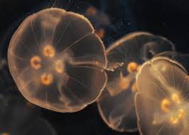 Attēlu rezultāti vaicājumam “Aurelia aurita”