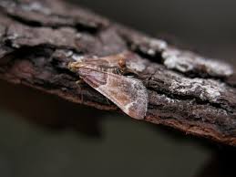 Attēlu rezultāti vaicājumam “Pyralis farinalis”