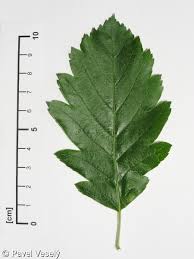 Attēlu rezultāti vaicājumam “Sorbus intermedia”