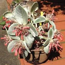 Image result for Sinningia