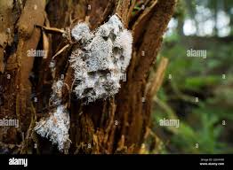 Attēlu rezultāti vaicājumam “Polycephalomyces tomentosus”