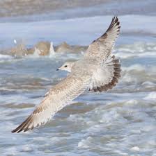 Attēlu rezultāti vaicājumam “Larus canus”