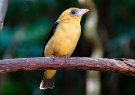 Image result for Piranga olivacea