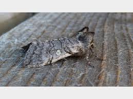 Attēlu rezultāti vaicājumam “Achlya flavicornis”