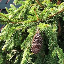Attēlu rezultāti vaicājumam “Picea abies”