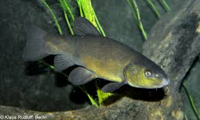 Image result for Tinca tinca