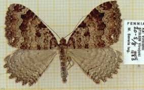 Attēlu rezultāti vaicājumam “Triphosa dubitata”