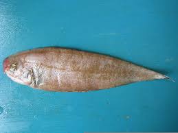 Image result for Glyptocephalus cynoglossus