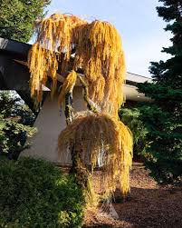 Attēlu rezultāti vaicājumam “Brachonyx pineti”