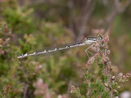 Attēlu rezultāti vaicājumam “Enallagma cyathigerum female”