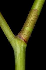 Attēlu rezultāti vaicājumam “Reynoutria sachalinensis fruit”