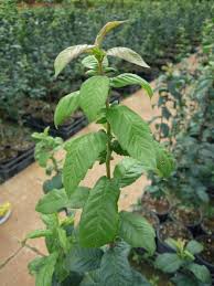 Attēlu rezultāti vaicājumam “Mespilus germanica leaf”
