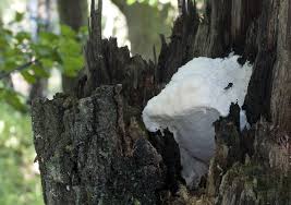 Attēlu rezultāti vaicājumam “Aurantiporus fissilis”