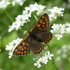 Attēlu rezultāti vaicājumam “Hamearis lucina upperside”