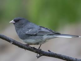 Image result for Junco hyemalis