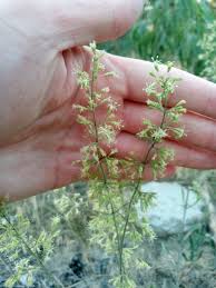 Attēlu rezultāti vaicājumam “Silene borysthenica flower”