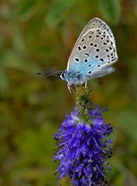 Attēlu rezultāti vaicājumam “Phengaris arion upperside”