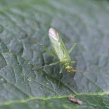 Attēlu rezultāti vaicājumam “Blepharidopterus angulatus”