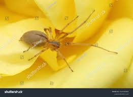 Attēlu rezultāti vaicājumam “Cheiracanthium sp.”