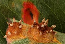 Attēlu rezultāti vaicājumam “Gymnosporangium sp.”