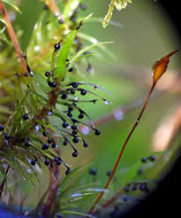 Attēlu rezultāti vaicājumam “Lamproderma puncticulatum stalked”