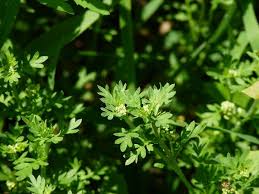 Attēlu rezultāti vaicājumam “Didymium verrucisporum stalked”