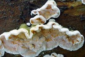 Attēlu rezultāti vaicājumam “Skeletocutis amorpha”