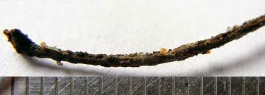 Attēlu rezultāti vaicājumam “Licea pusilla spores”