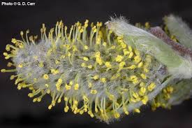 Attēlu rezultāti vaicājumam “Salix x doniana flower”