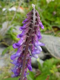 Attēlu rezultāti vaicājumam “Vicia cracca bud”