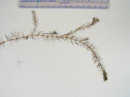 Attēlu rezultāti vaicājumam “Myriophyllum alterniflorum”