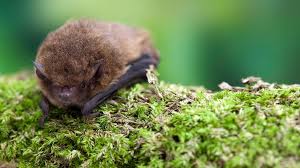 Attēlu rezultāti vaicājumam “Pipistrellus pygmaeus”