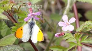 Attēlu rezultāti vaicājumam “Anthocharis cardamines”