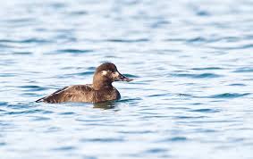Attēlu rezultāti vaicājumam “Melanitta fusca”