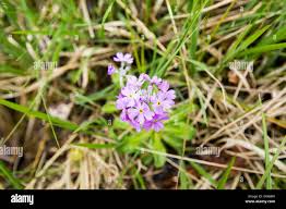 Attēlu rezultāti vaicājumam “Primula farinosa bud”