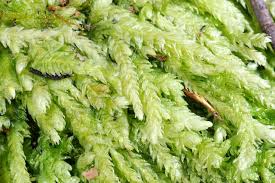 Attēlu rezultāti vaicājumam “Plagiothecium undulatum”