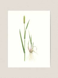 Attēlu rezultāti vaicājumam “Setaria glauca”