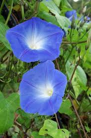 Image result for Ipomoea Heavenly Blue