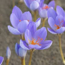 Attēlu rezultāti vaicājumam “Crocus speciosus flower”