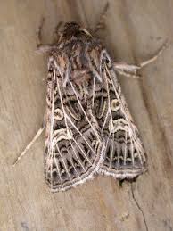 Attēlu rezultāti vaicājumam “Tholera decimalis male”