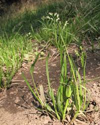 Attēlu rezultāti vaicājumam “Poa remota leaf”