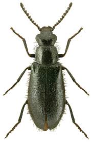 Attēlu rezultāti vaicājumam “Dasytes caeruleus”