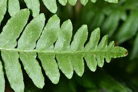 Attēlu rezultāti vaicājumam “Pteridium aquilinum”