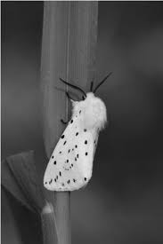 Attēlu rezultāti vaicājumam “Spilosoma sp.”