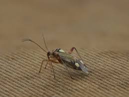 Attēlu rezultāti vaicājumam “Rhabdomiris striatellus”