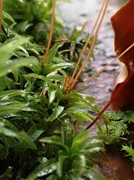 Attēlu rezultāti vaicājumam “Atrichum flavisetum sporophyte”